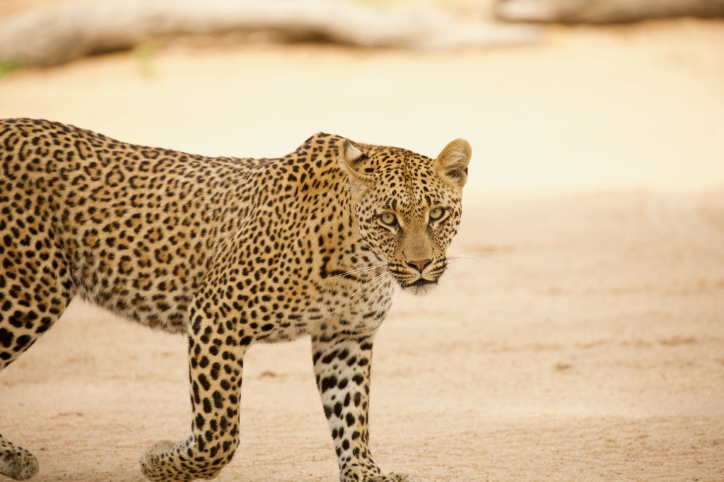 The Breaking of the GGO&nbsp;Addiction